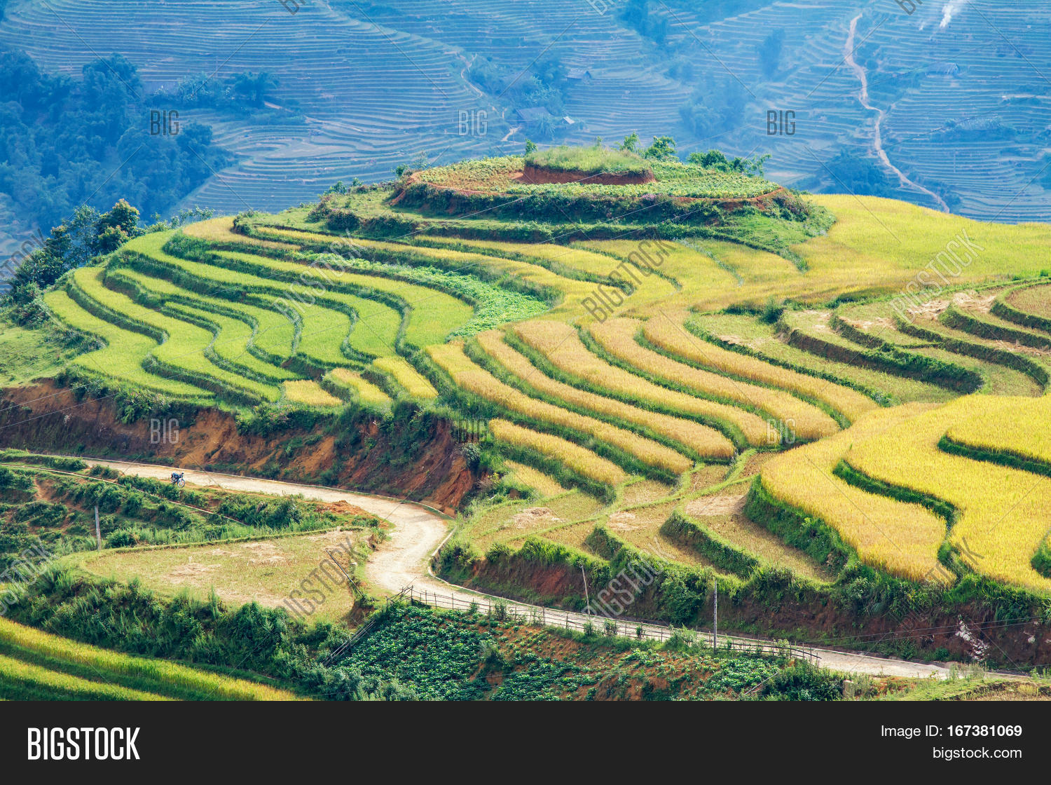 Beautiful Rice Paddy Image & Photo (Free Trial) | Bigstock