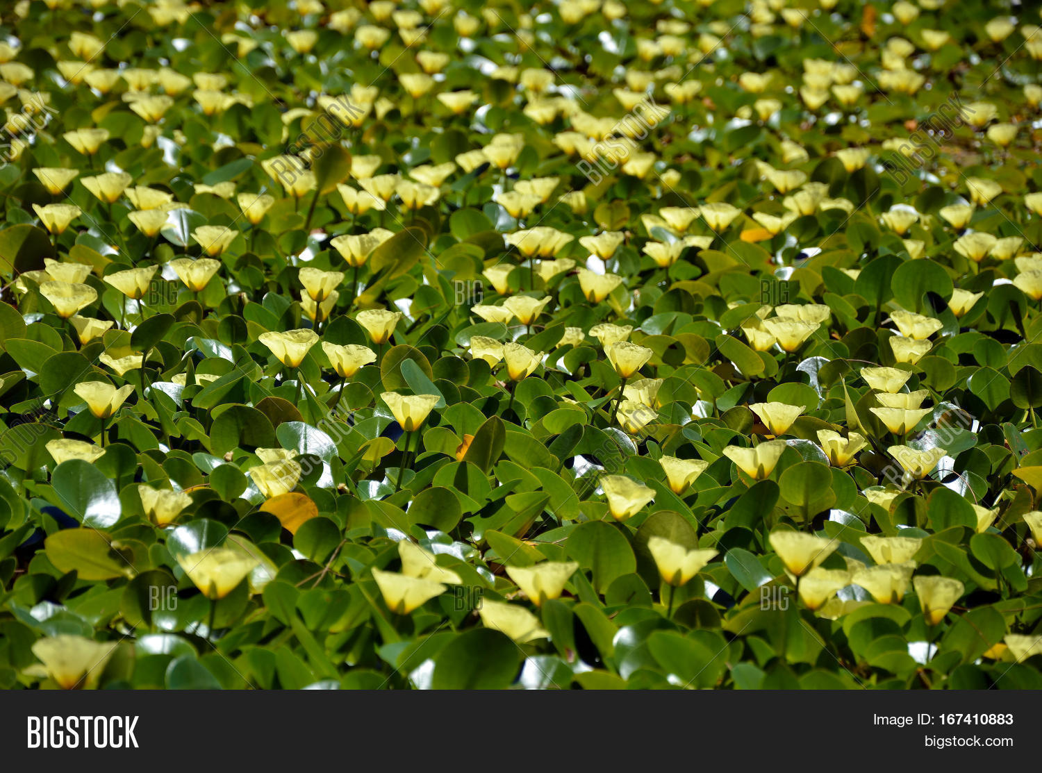 Yellow Flowers Aquatic Image & Photo (Free Trial) Bigstock