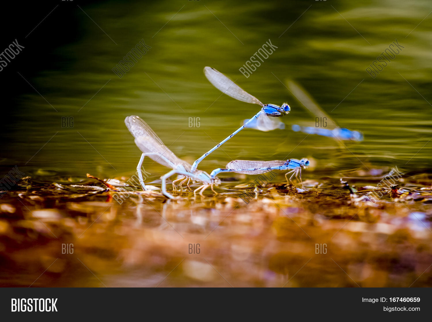 Two Blue Dragonflies Image & Photo (Free Trial) | Bigstock