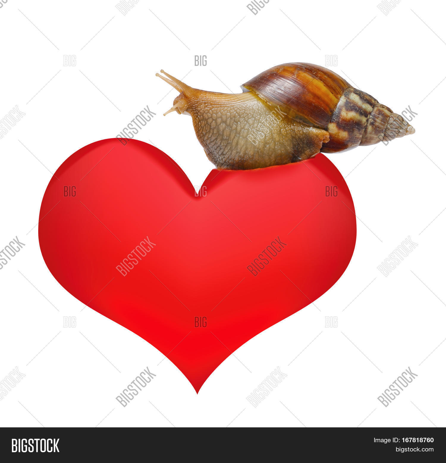 Snail On Heart Image & Photo (Free Trial) Bigstock