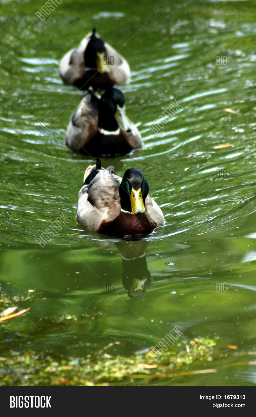 Ducks Row Image & Photo (Free Trial) Bigstock