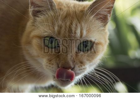 Cat with bright green eyes stares at you with his tongue out!