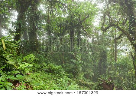 Lush foggy rainforest La Fortuna Costa Rica