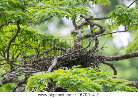 Young tiger heron in treetop nest Costa Rica