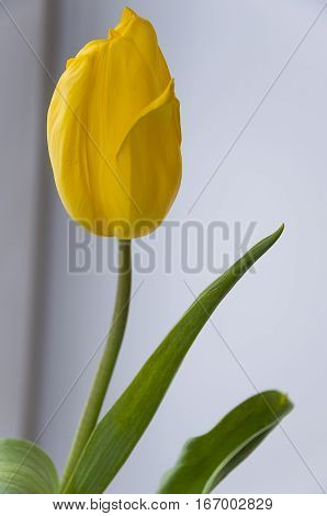 Yellow tulip flower on the blue / white background