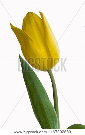 Yellow tulip flower on the blue / white background