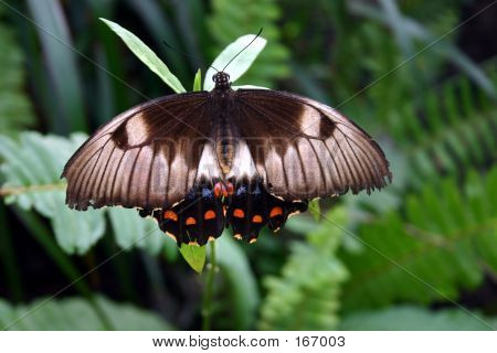 Australský Butterfly