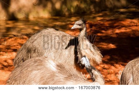 Emus under sunlight on red and dried ground with blurred background