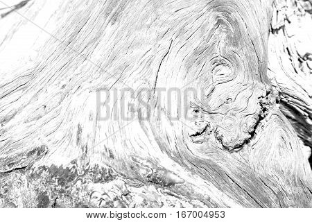 Barck In The Abstract Close Up Of A Tree Color And Texture