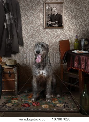 Two years old purebred Irish wolfhound dog waiting for his master indoors