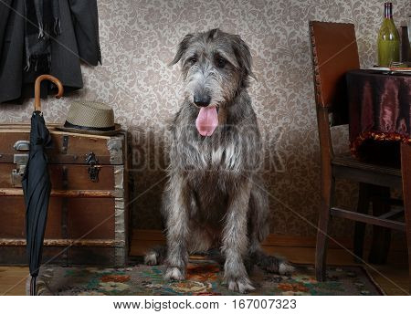 Thoroughbred two years old Irish wolfhound dog sitting on the floor in the room