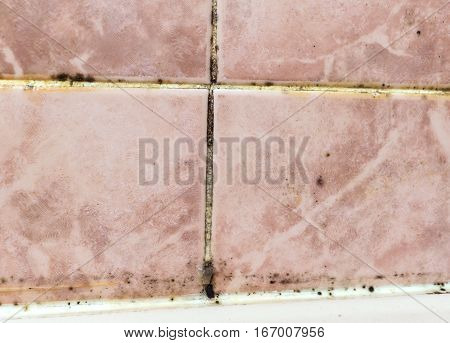 Black mold fungus growing in damp poorly ventilated bath areas, in detail an unmaintained bathroom. Mold tile joints with fungus due to condensation moisture problem