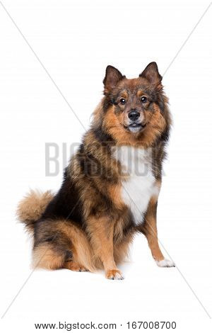 Mixed Breed Dog