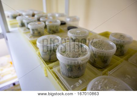Breeding Rare Plants