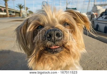Dog face. Wide angle with texture of dog nose Yorkshire Terrier brown dog Macro Closeup detail doggie