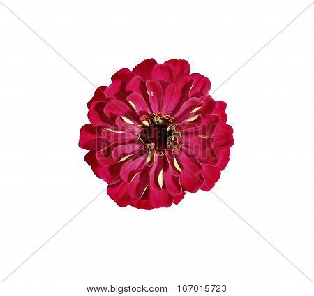 Bright red flower zinnia isolated on white background