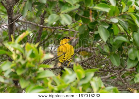 Bird (black-naped Oriole) On A Tree