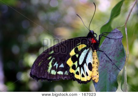Australský Butterfly