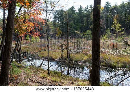 Forest next to the Walden Pond in Massachusetts in autumn