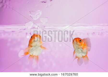 love concept Goldfish blew bubbles into heart shapes in pink water.