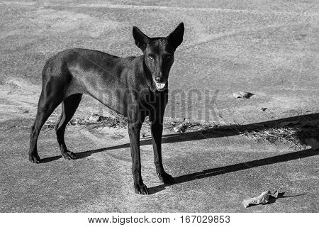adorable animal beautiful black breed canine cement creature cute dog domestic eye face floor friend funny hair head hound looking mammal nature one outdoor outside pedigree pet pose smart stand standing Shadow
