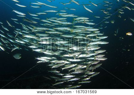 School juvenile Yellowtail Barracuda fish. Fish shoal in ocean. Silver fish underwater