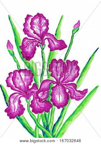 Three pink irises hand painted picture watercolours.