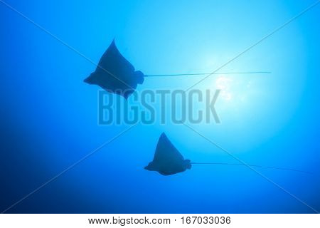 Two Spotted Eagle Rays