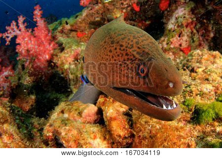 Moray Eel