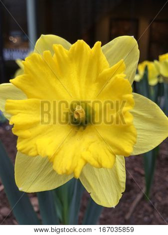 yellow daffodil flower early spring blossom outdoors upclose close up