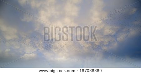 Massive Starling Murmuration Over Somerset Wetlands Lake Landscape In Autumn Winter