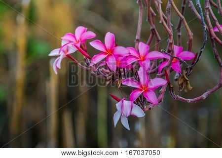 close up pink flower frangipani on nature background