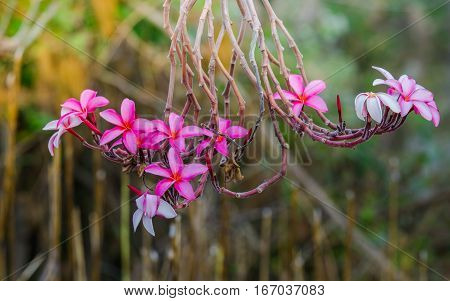 close up pink flower frangipani on nature background