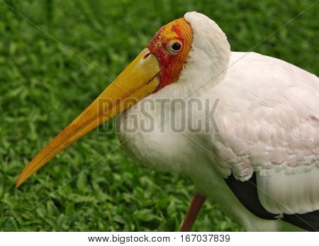 the yellow-red ridge on the head and big eye on blurred grass background. Portrait of the stork in the nature habitat. Macro shot.