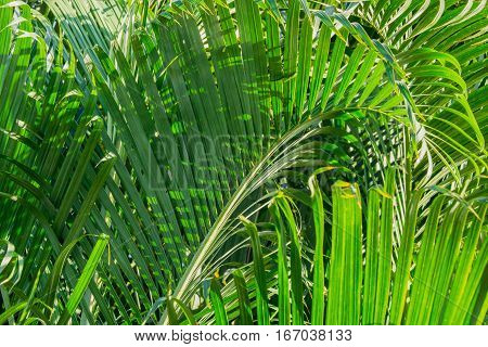 close up abstract background of green palm leaves