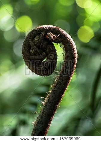An unfurling head of the hapu'u native Hawaiian fern.
