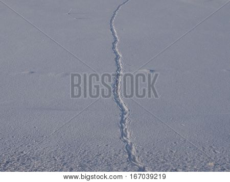 Traces of unprecedented animals on friable new-fallen snow