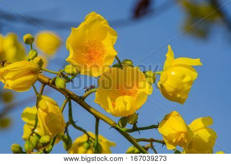 Close up yellow silk cotton tree flowers. Adenium Tropical flower