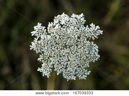 White carrot flower on a green background