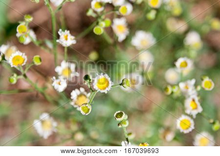 A softly focused photo of tiny yellow wildflowers creates a peaceful natural background.