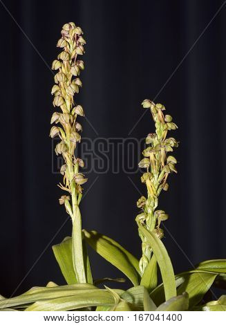 Man Orchid - Orchis anthropophora against black background