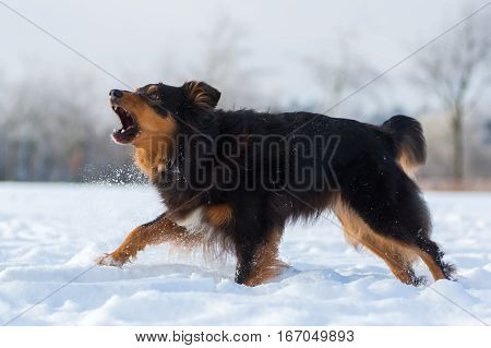 Dog Runs And Barks In The Snow