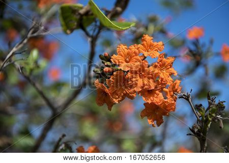 Geiger Tree on an island key in southern Florida
