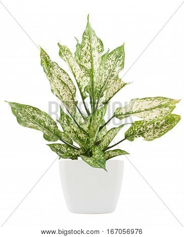 Dieffenbachie Lat Dieffenbachia Green Plant In Flower Pot