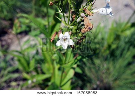 Penstemon digitalis (commonly known as foxglove beard-tongue, or talus slope penstemon) blooms in Joliet, Illinois during June.
