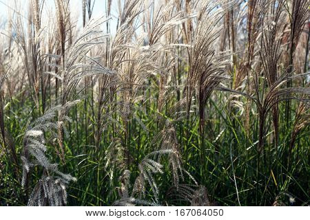 Chinese silver grass (Miscanthus sinensis) stands tall in Joliet, Illinois during November.