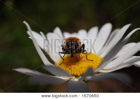 Посмотрите в глаза волосатые
