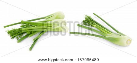 closeup fresh fennel bulb isolated on white background