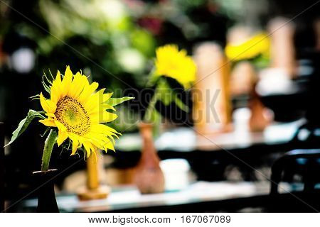 Sunflower in the foreground decorating the table of a restaurant.