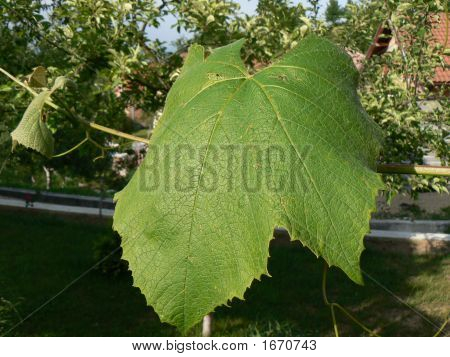 Grape Leaf